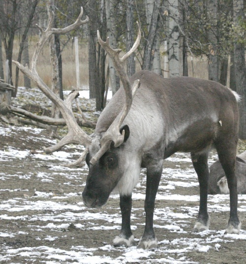 Non-Flying Reindeer Deserve A Science Article Too